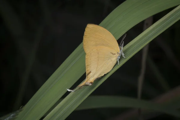 Close Shot Van Loxura Atymnus Yamfly — Stockfoto