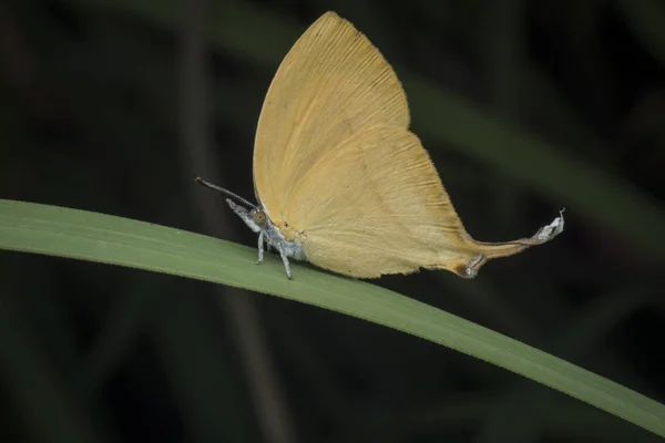 Close Tiro Loxura Atymnus Yamfly — Fotografia de Stock