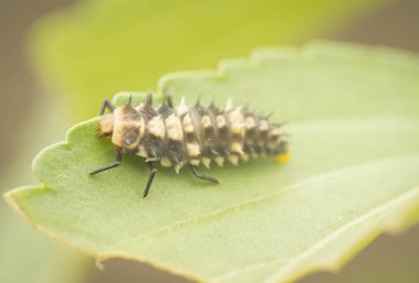hippodamia varegata larva uğur böceği yakın çekim