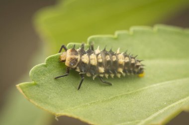 hippodamia varegata larva uğur böceği yakın çekim