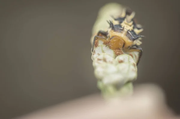 Hippodamia Varegata Larva Uğur Böceği Yakın Çekim — Stok fotoğraf