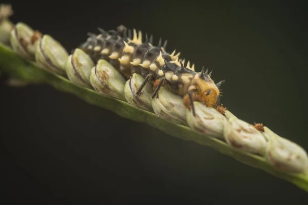 Primer Plano Larva Mariquita Varegata Hipodamia — Foto de Stock