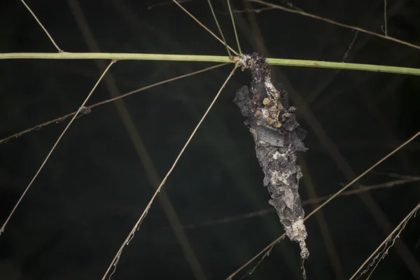 Colgando Del Tallo Hierba Larva Polilla Bagworm — Foto de Stock