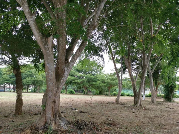 公園の木の枝のシーン — ストック写真