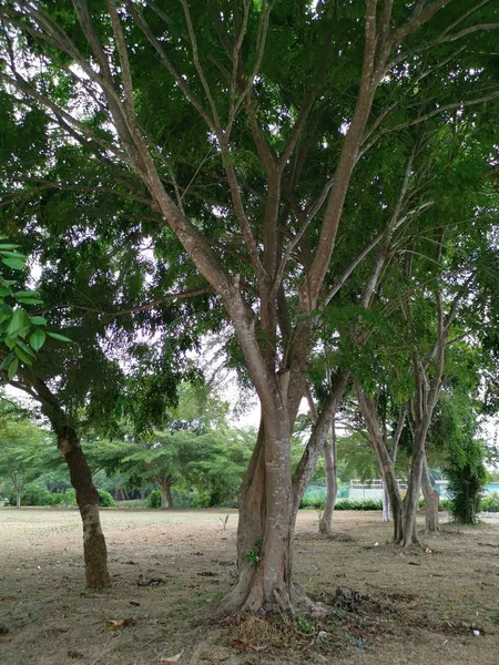 Cena Árvores Ramos Parque — Fotografia de Stock