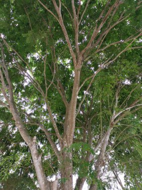 parkta ağaç dalları sahne