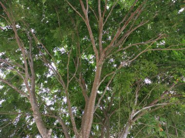 parkta ağaç dalları sahne