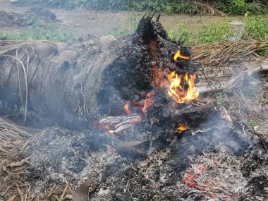 çiftlikte yanmış palmiye ağacı