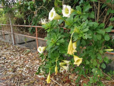güzel sarı trompet Solandra grandiflora çiçek
