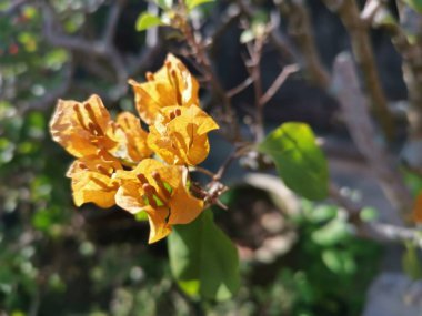 turuncu renkli begonviller çiçek güzel demet