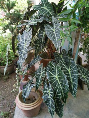 koyu yeşil alocasia bambino ok yaprakları