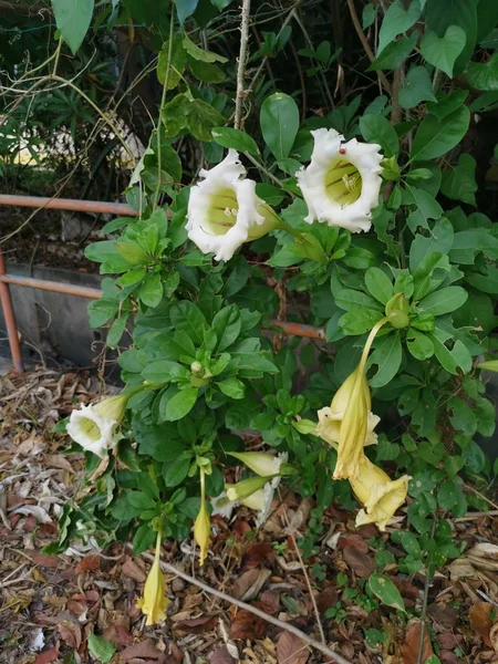 Beautiful Yellow Trumpet Solandra Grandiflora Flower — Stock Photo, Image