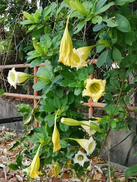 Güzel Sarı Trompet Solandra Grandiflora Çiçek — Stok fotoğraf