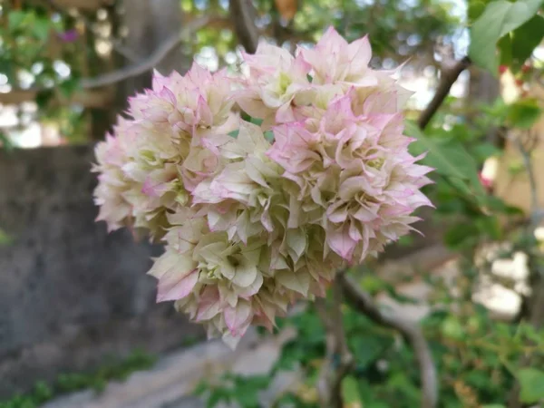 Pembe Beyaz Renkli Begonviller Çiçek Güzel Demet — Stok fotoğraf