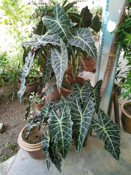 Folhas Seta Verde Escuro Alocasia Bambino — Fotografia de Stock