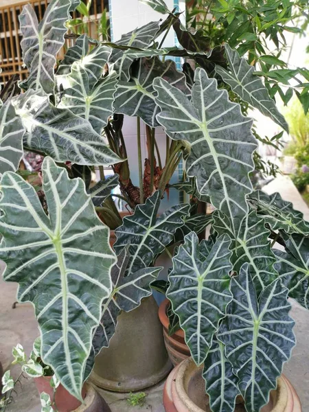 Tmavě Zelená Alocasia Bambino Šipka Listí — Stock fotografie