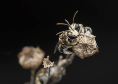 dallarda dinlenen ter arıları