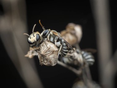 dallarda dinlenen ter arıları