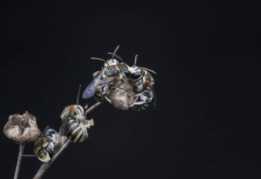 dallarda dinlenen ter arıları