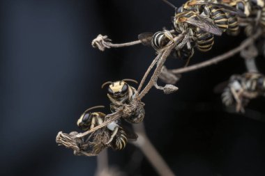 dallarda dinlenen ter arıları