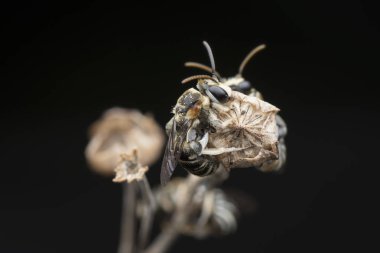 dallarda dinlenen ter arıları