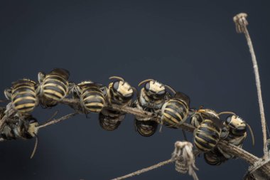 dallarda dinlenen ter arıları