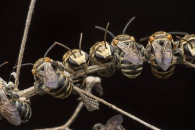 dallarda dinlenen ter arıları
