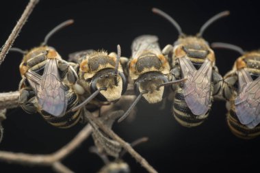 dallarda dinlenen ter arıları
