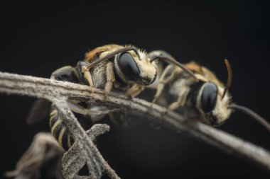 dallarda dinlenen ter arıları