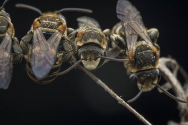 dallarda dinlenen ter arıları
