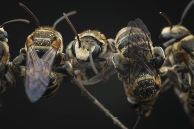 dallarda dinlenen ter arıları