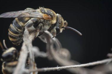 dallarda dinlenen ter arıları