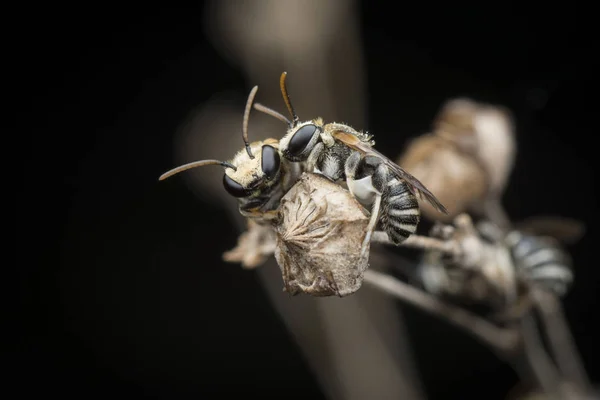 Schweißbienen Ruhen Auf Ästen — Stockfoto