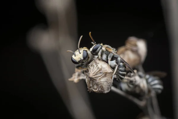 Abejas Sudoríparas Que Descansan Sobre Ramas — Foto de Stock