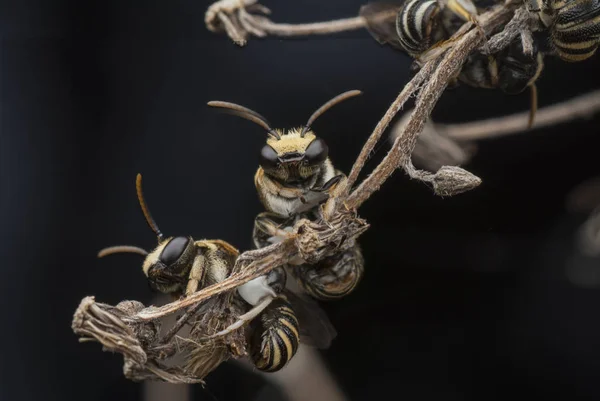 sweat bees resting on branches