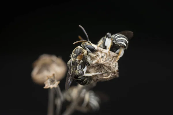 Abejas Sudoríparas Que Descansan Sobre Ramas — Foto de Stock