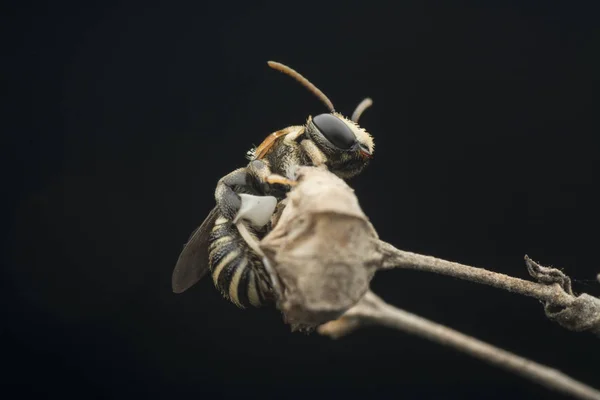 枝の上で休む汗ミツバチ — ストック写真