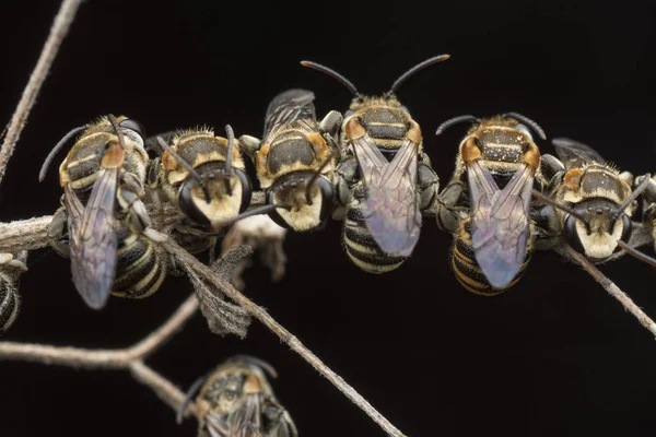 dallarda dinlenen ter arıları