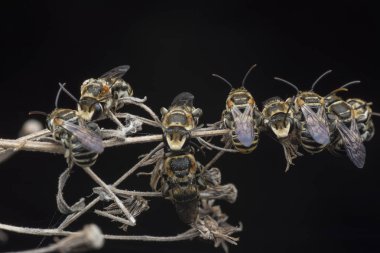 dallarda dinlenen ter arıları