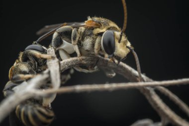 dallarda dinlenen ter arıları