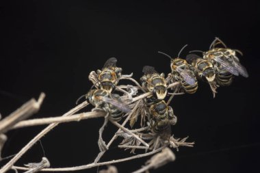 dallarda dinlenen ter arıları