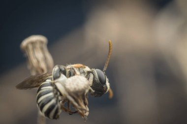dallarda dinlenen ter arıları