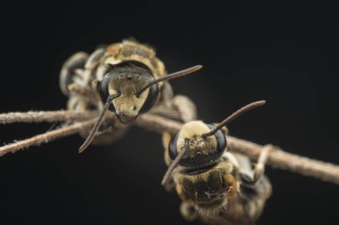 ter arılar kurutulmuş dalları üzerinde istirahat
