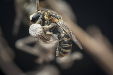 ter arılar kurutulmuş dalları üzerinde istirahat