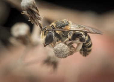 ağaç dallarında dinlenmiş ter arıları