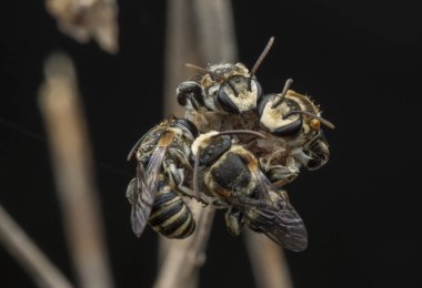 ağaç dalları üzerinde istirahat ter arılar