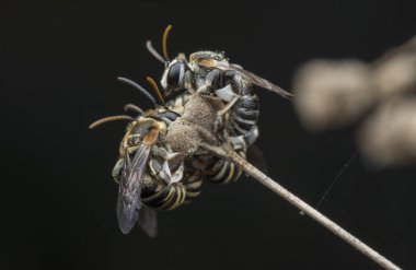 ağaç dallarında dinlenmiş ter arıları