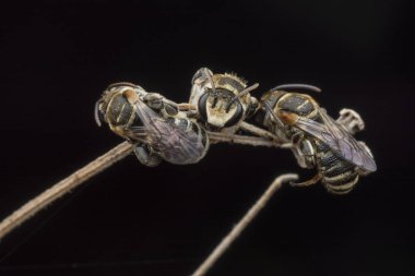 ağaç dallarında dinlenmiş ter arıları