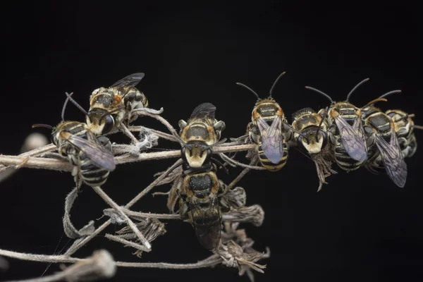 dallarda dinlenen ter arıları