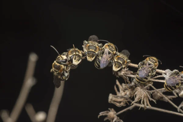 Schweißbienen Ruhen Auf Ästen — Stockfoto